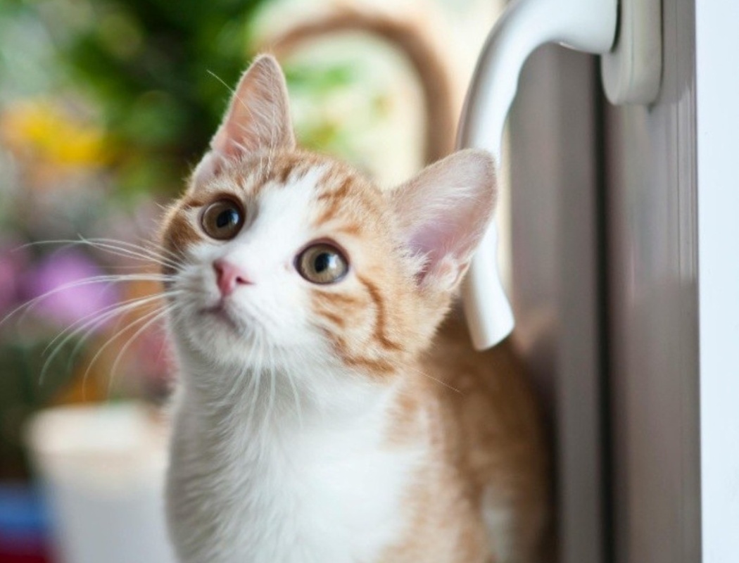 Orange striped and white kitten