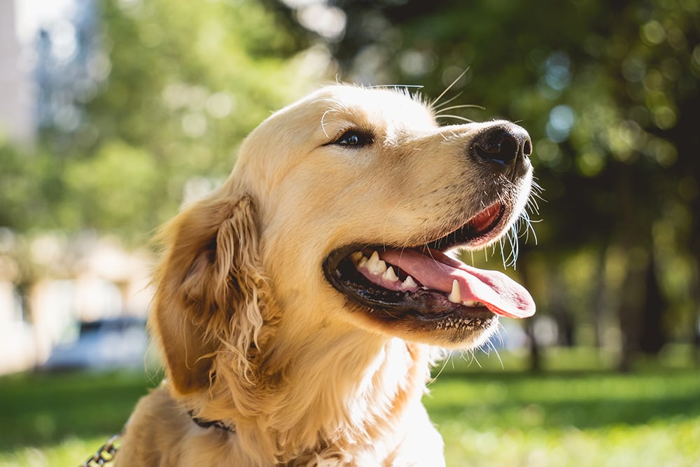 golden-dog-with-tongue-out