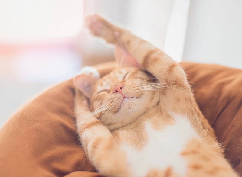 orange-cat-stretching