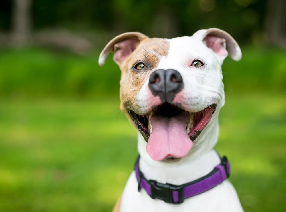 white-and-brown-dog